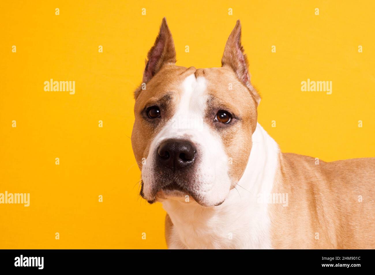 dog breed american staffordshire terrier close-up on a yellow background. High quality photo Stock Photo