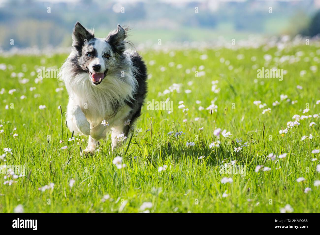 Border collie dog in a spring flower meadow Stock Photo