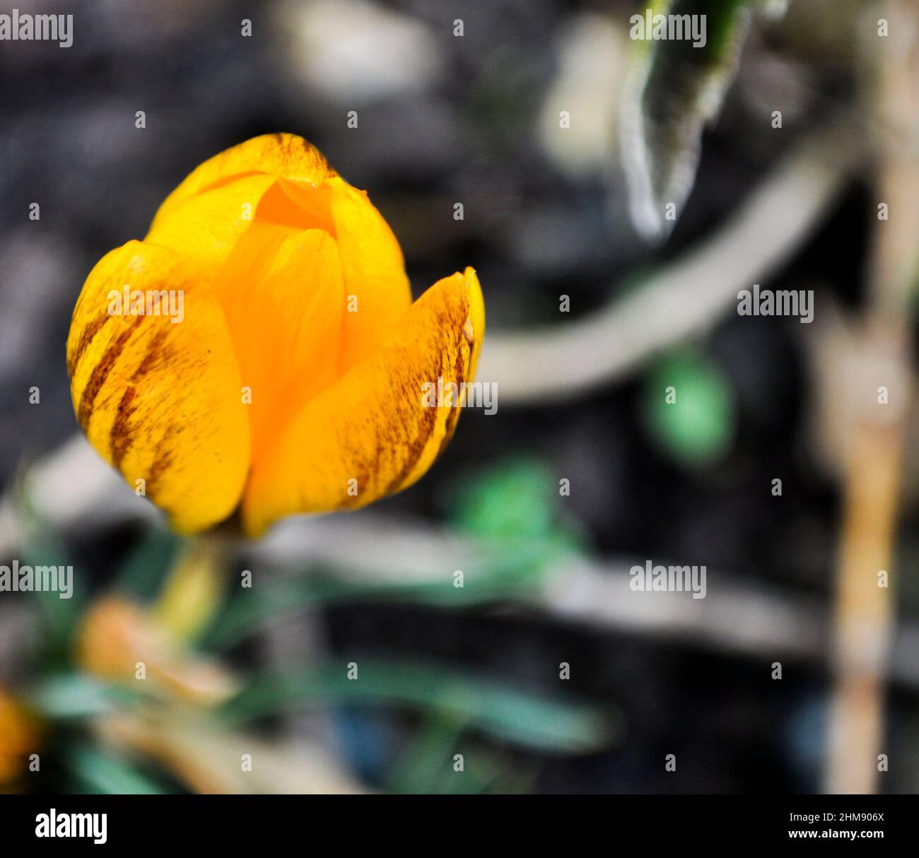 Yellow striped spring flowering crocus (Gipsy Girl) growing in a garden Stock Photo