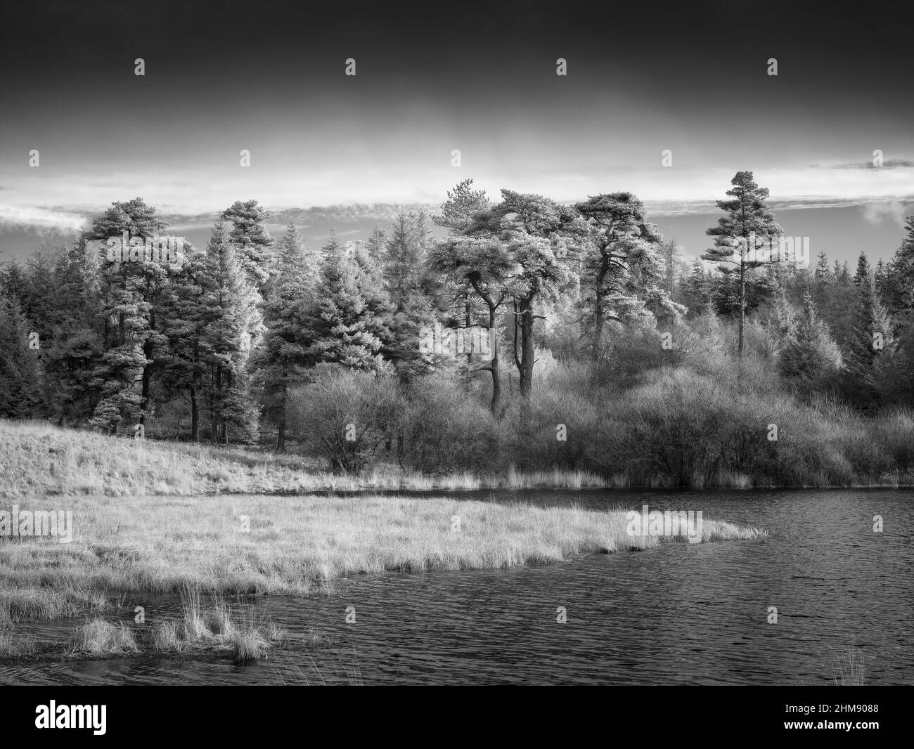 An infrared image of Waldergrave Pool and Stockhill Wood at Priddy Mineries, the old mining landscape in the Mendip Hills National Landscape, Somerset, England. Stock Photo