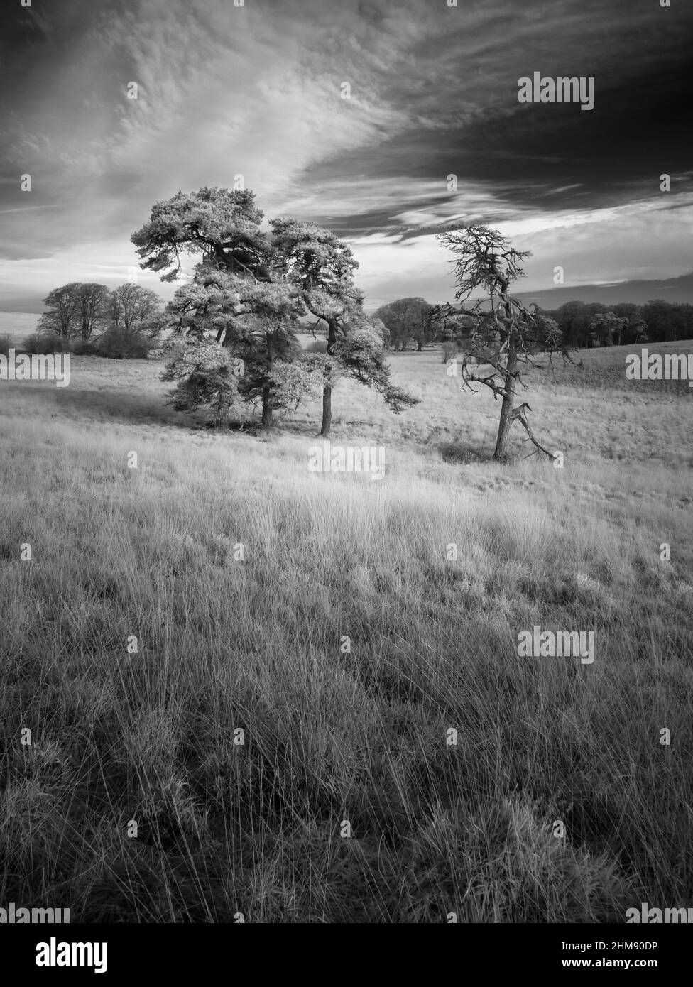 An infrared image of Scots pine trees in the old mining landscape of Priddy Mineries in the Mendip Hills National Landscape, Somerset, England. Stock Photo