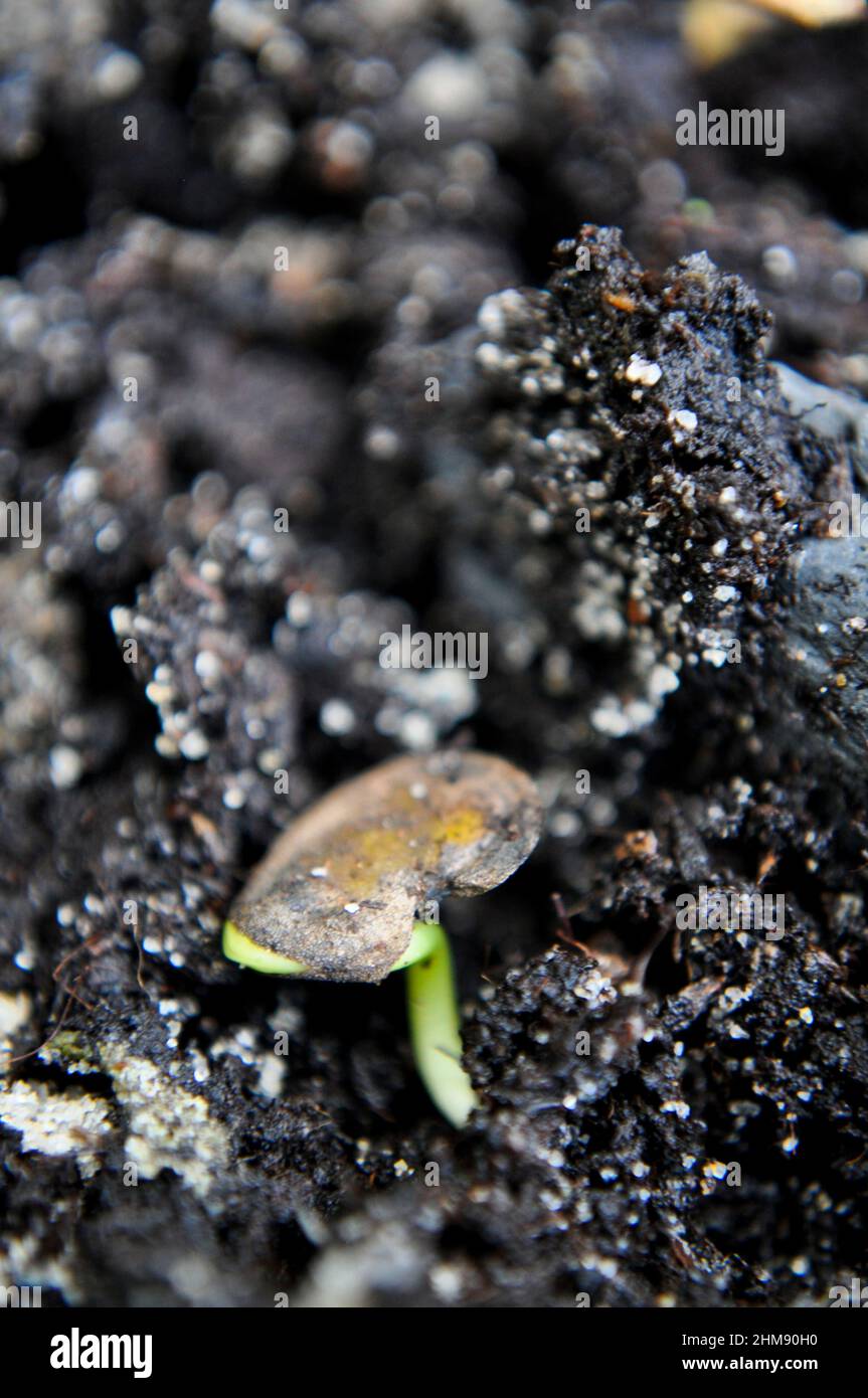 Seedling of Honesty plant beginning to grow in soil in February (with seed still attached) Stock Photo