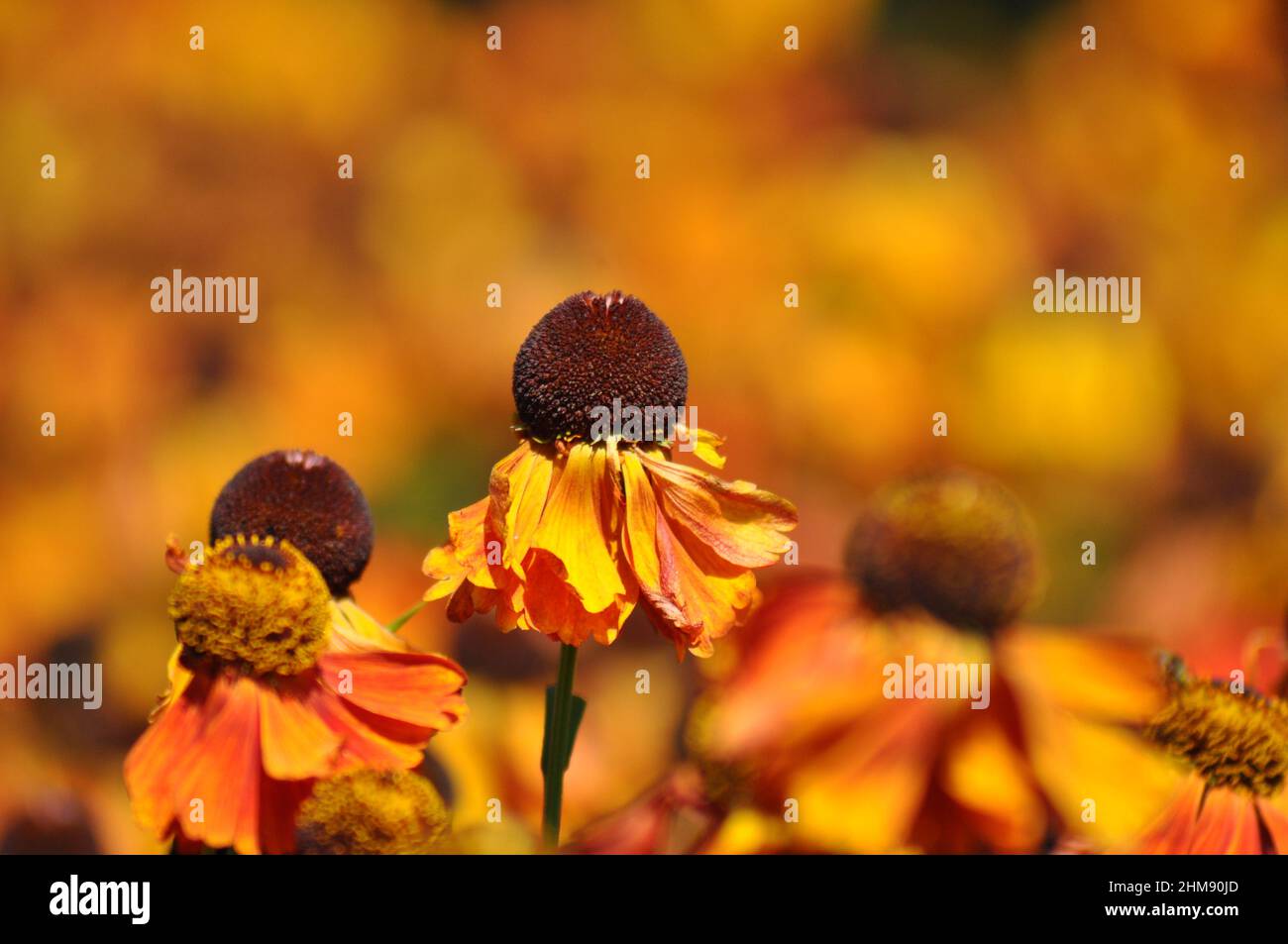 Insect friendly flowers hi-res stock photography and images - Alamy