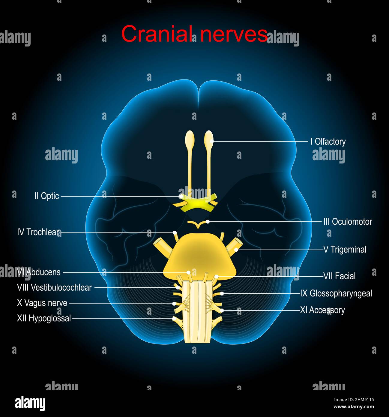 Cranial nerves. Human brain on dark background. bottom view. Vector poster Stock Vector