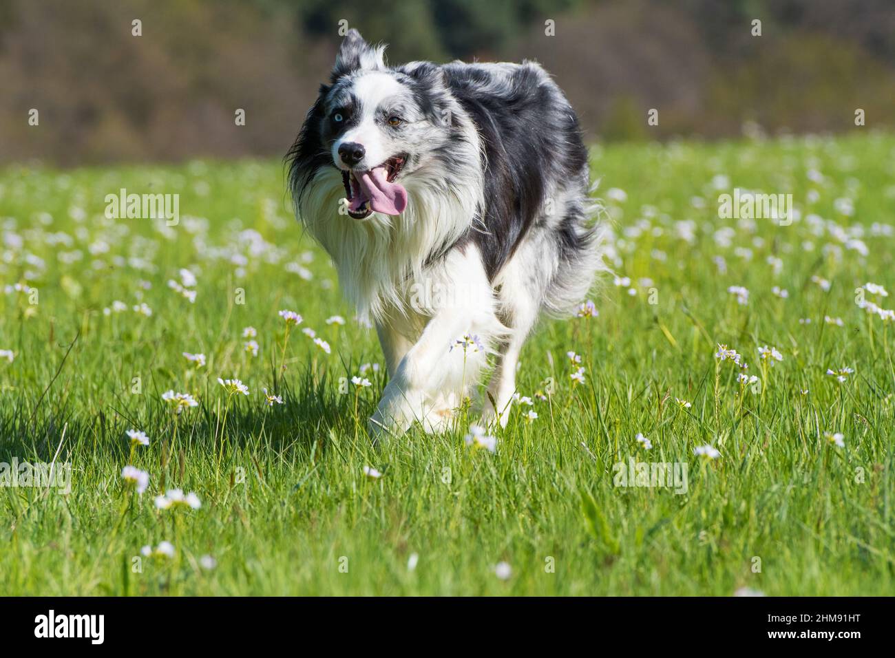 Spring Border Collies Flower border in spring hi-res stock photography and images - Alamy