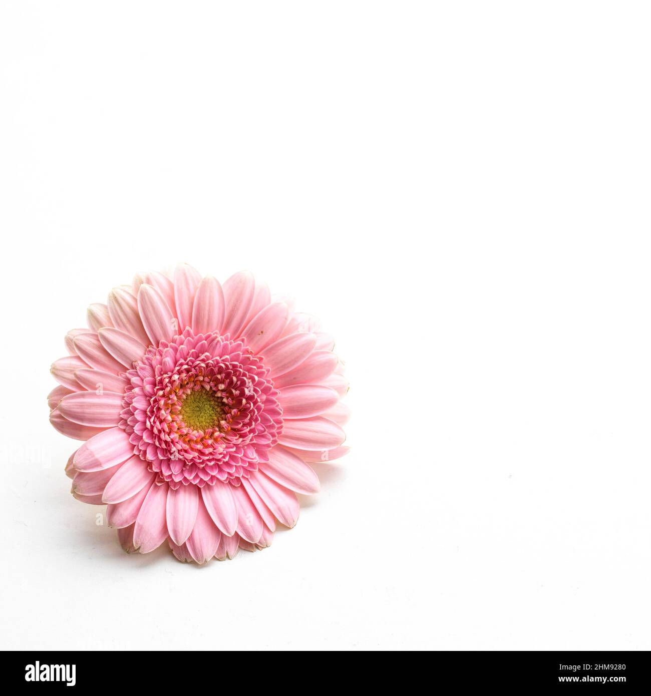 Pink Gerbera daisy type flower on white background Stock Photo