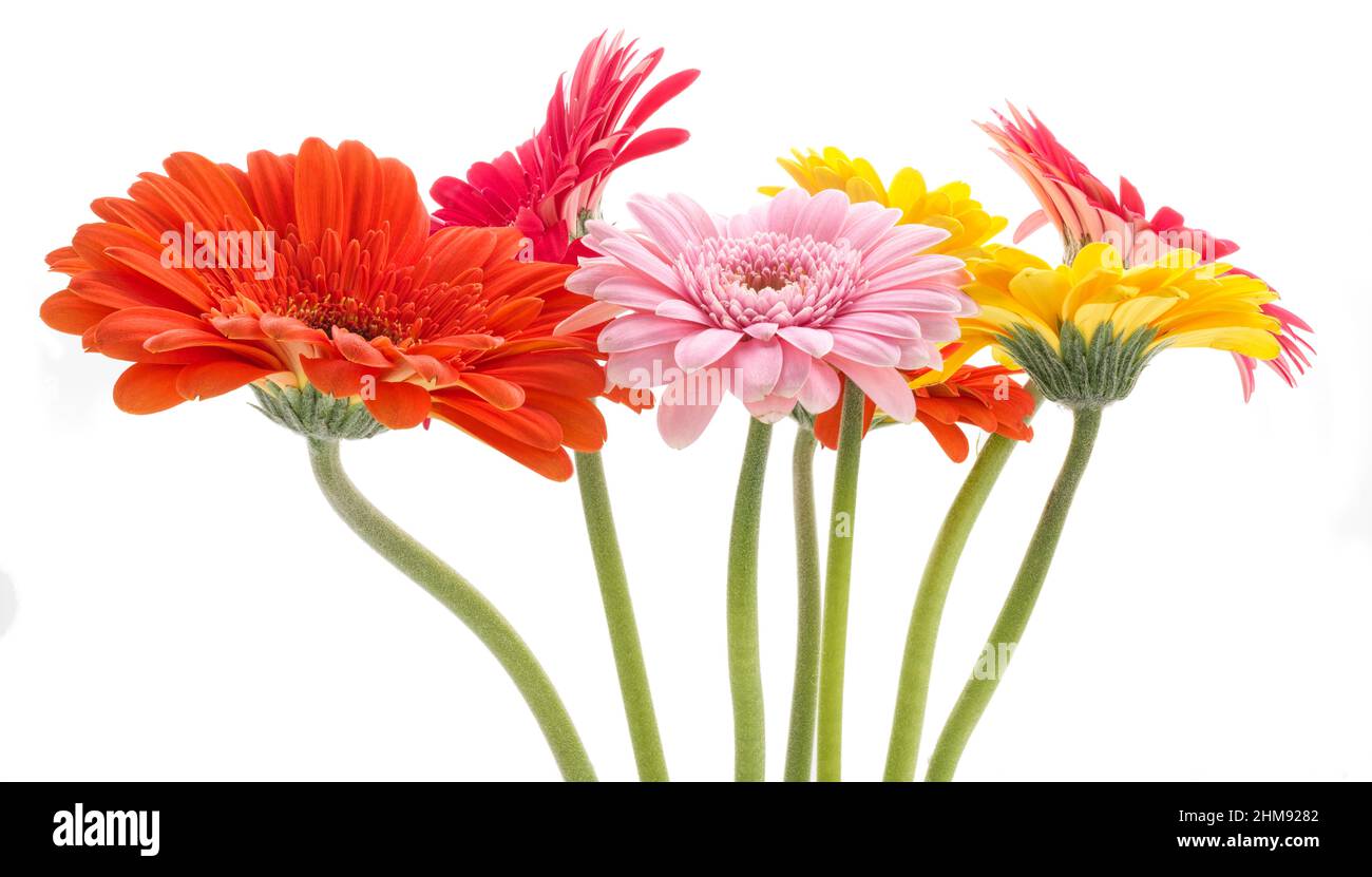 Side view of a group of Gerbera daisy type flowers on white background Stock Photo