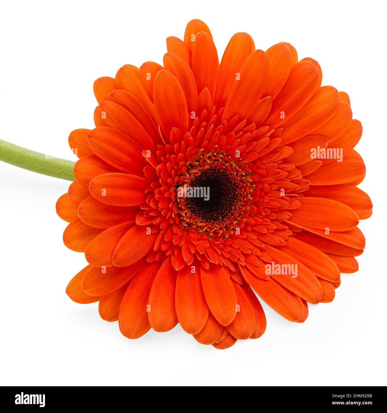 Orange Gerbera daisy type flower on white background Stock Photo