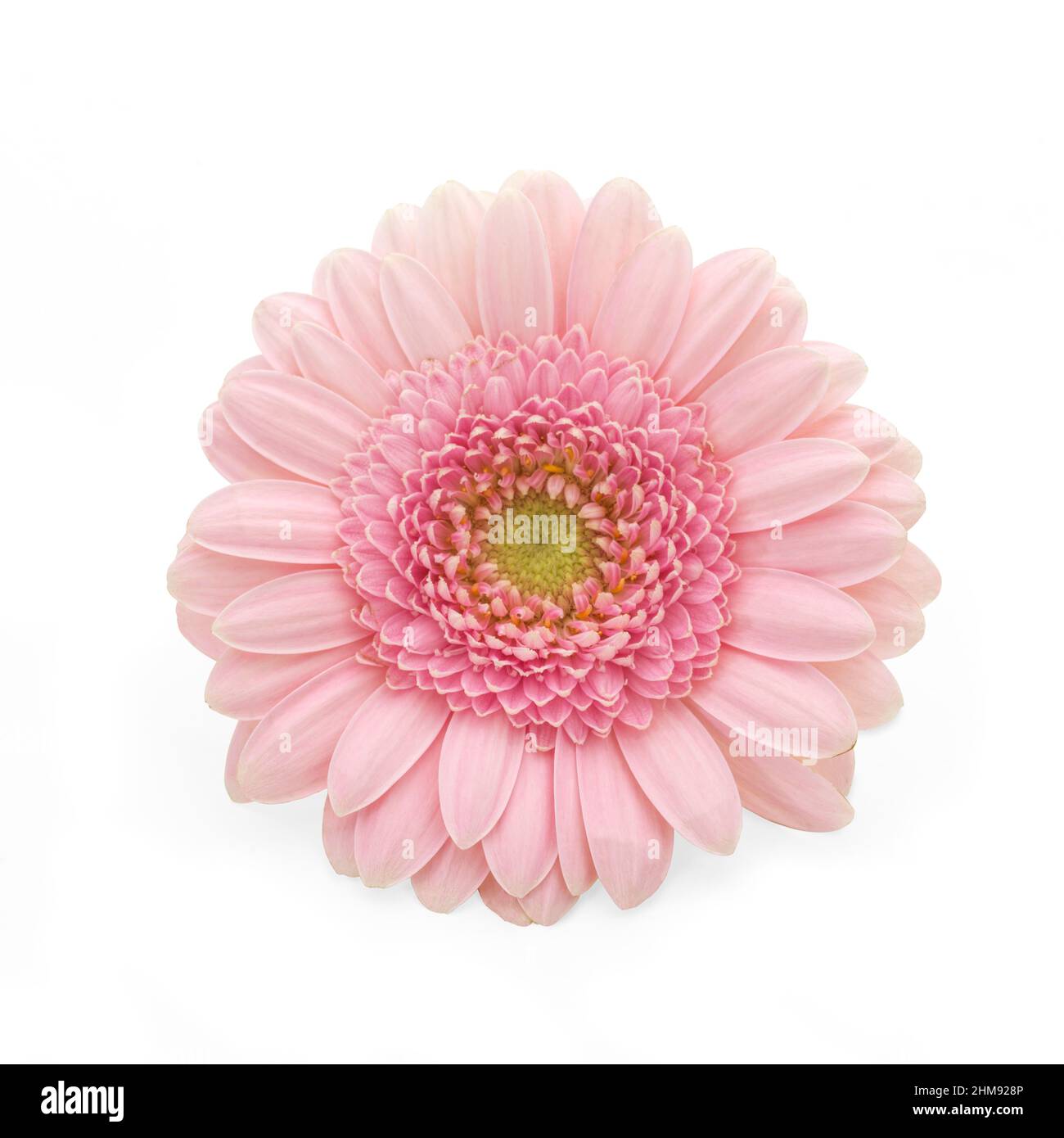 Pink Gerbera daisy type flower on white background Stock Photo