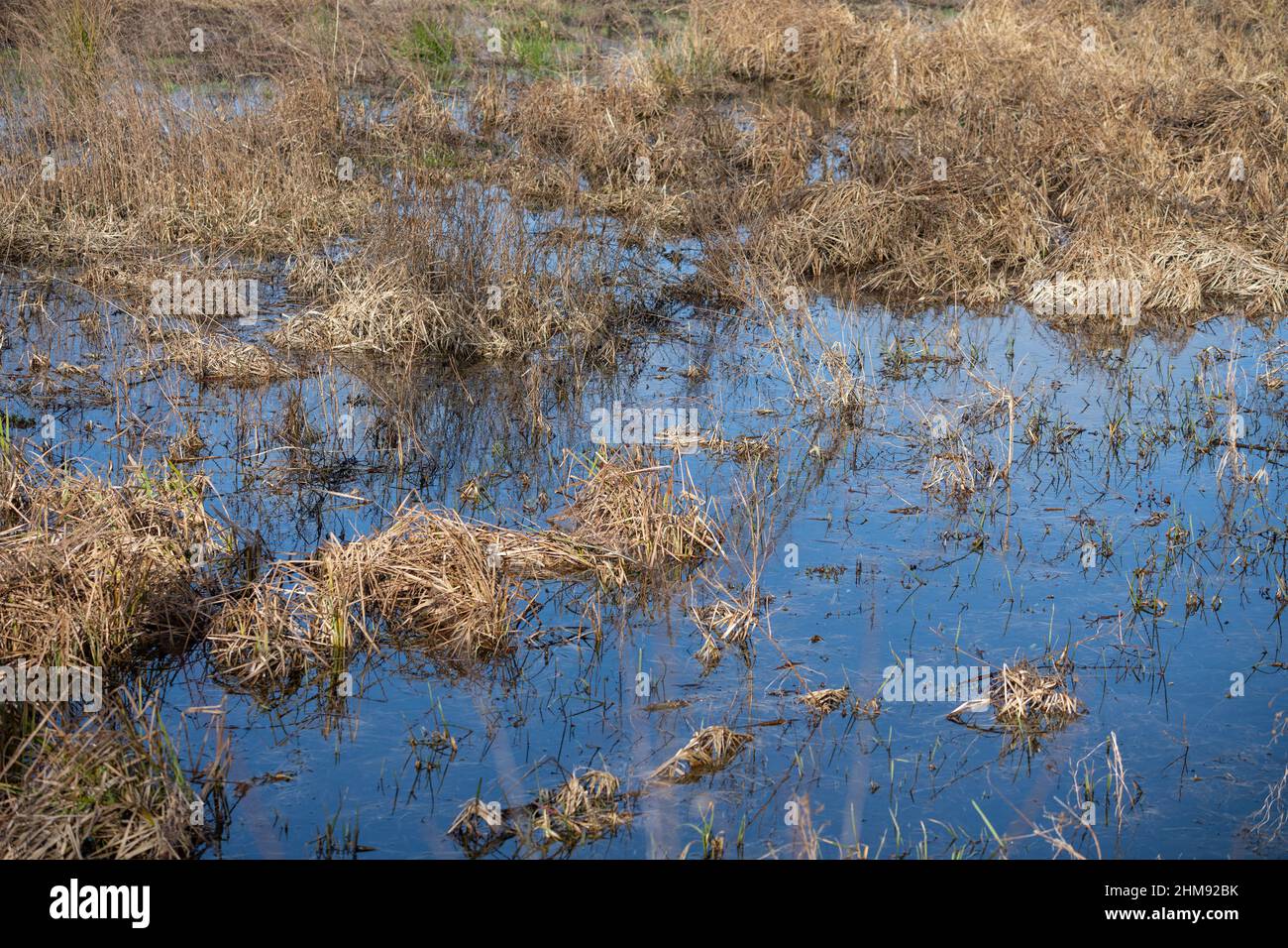Flooded meadow after continuous heavy rain, the soil can no longer absorb so much water, example