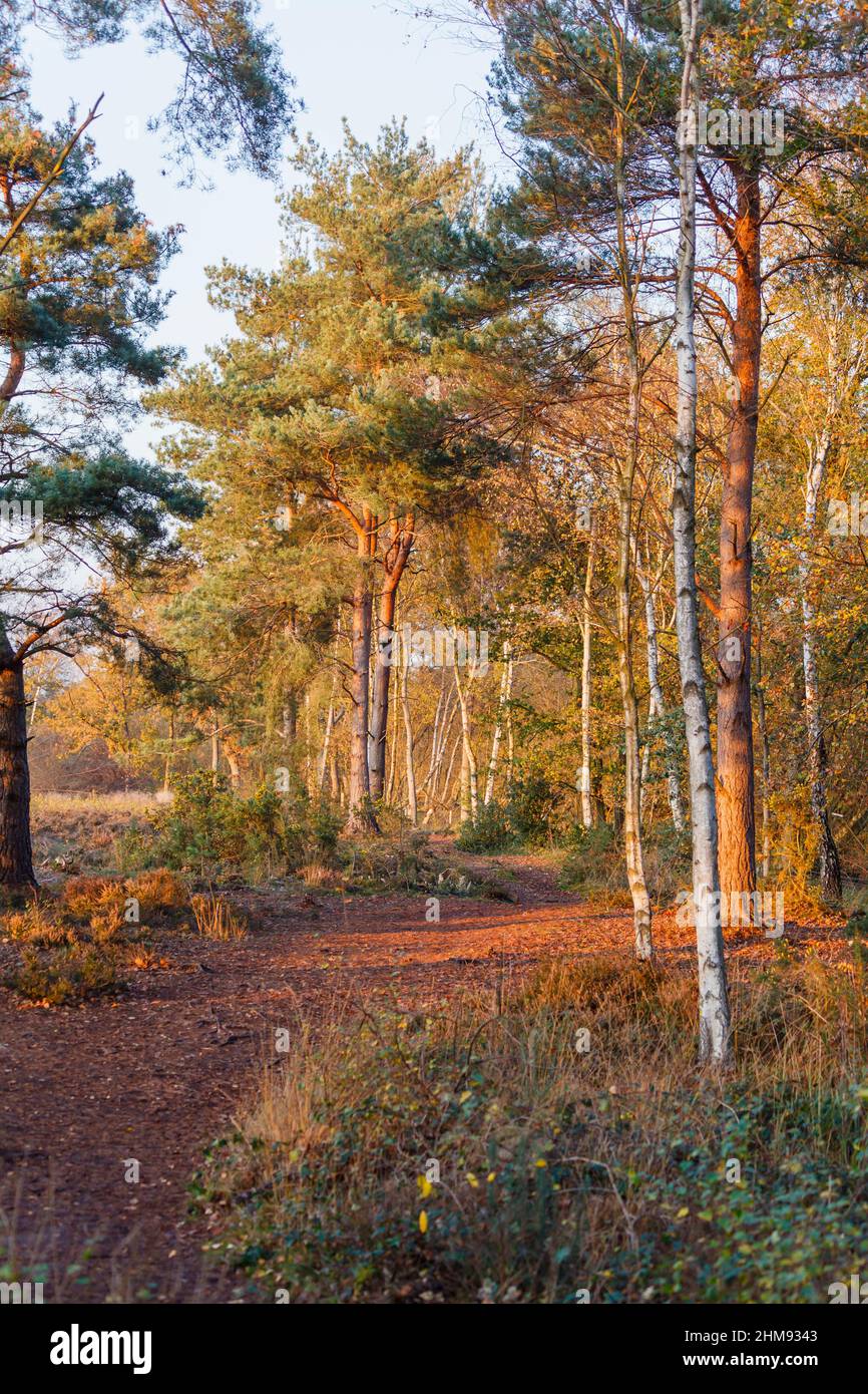 Trees with golden autumn colours on a sunlit afternoon at Frensham Little Pond, near Farnham, Surrey in winter, a popular outdoor beauty spot Stock Photo