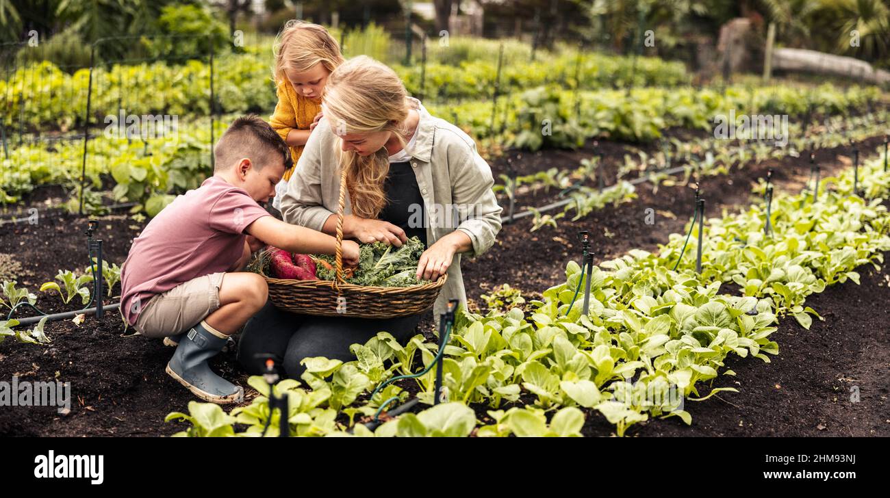 Smiling single mother gathering fresh vegetables with her children. Happy young family