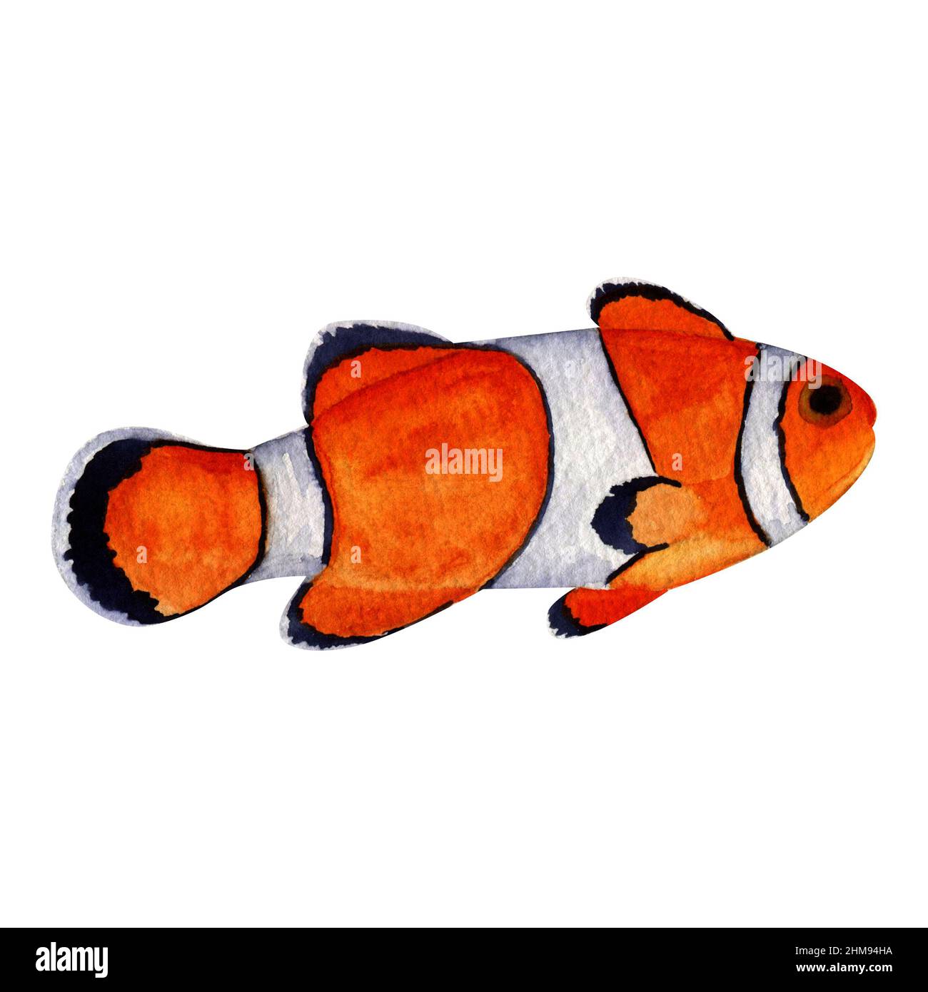 Watercolor Clown fish on white background, Sea life illustration, Ocean fish painting, Orange fish image, Hand painted clown fish, Auarium fish image Stock Photo