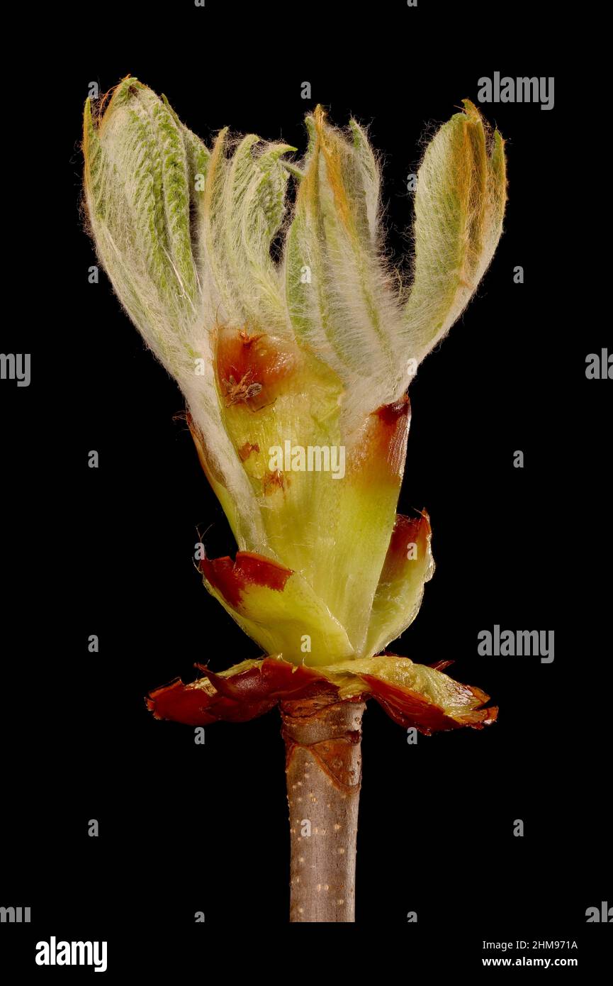 HorseChestnut (Aesculus hippocastanum). Opening Terminal Leaf Bud
