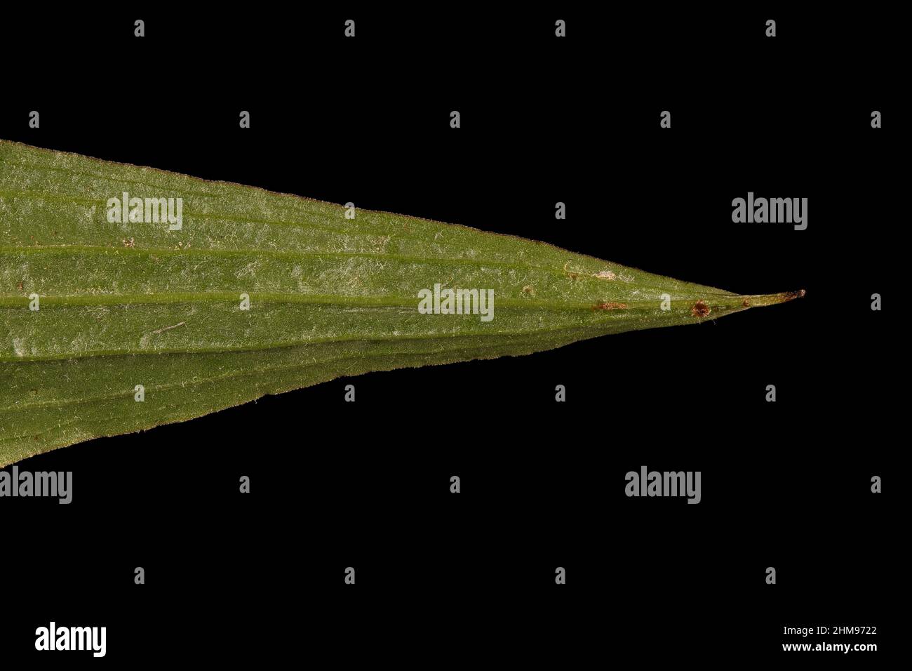 Viper's Grass (Scorzonera humilis). Leaf Apex Closeup Stock Photo