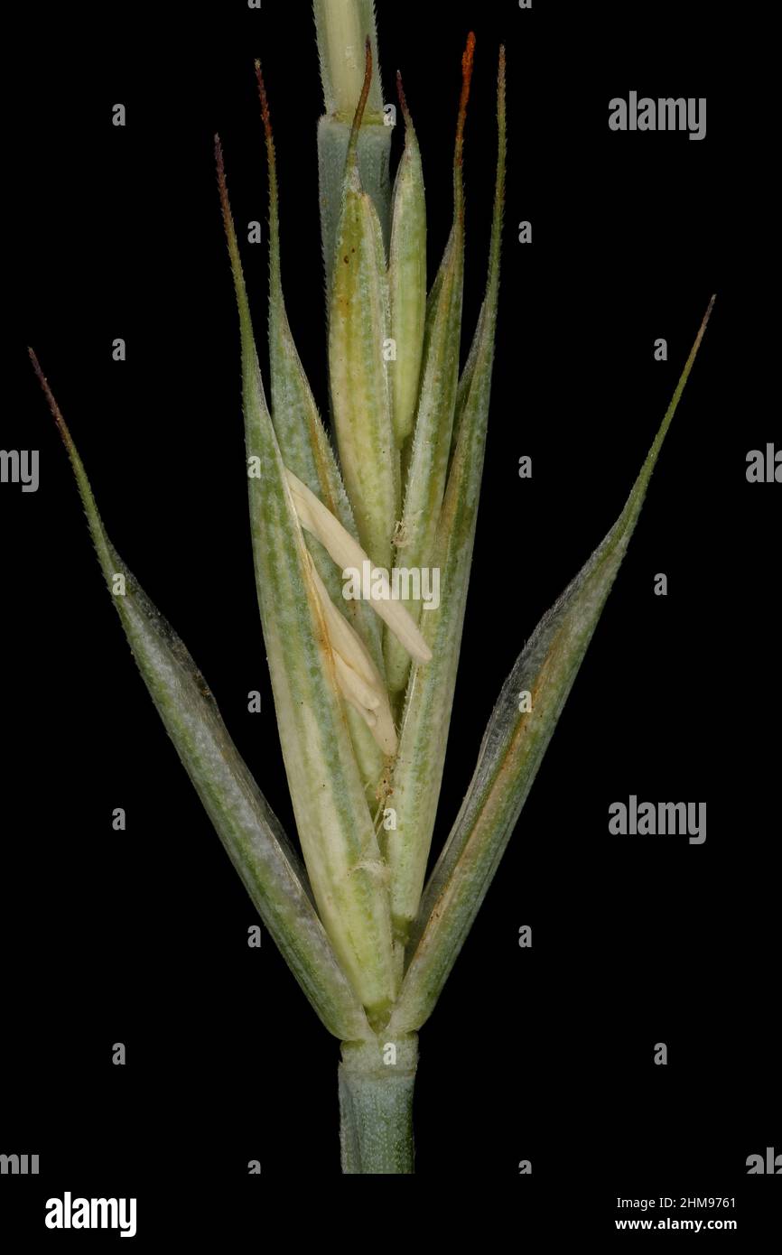 Common Couch (Elymus repens subsp. repens var. aristata). Isolated Spikelet Closeup Stock Photo