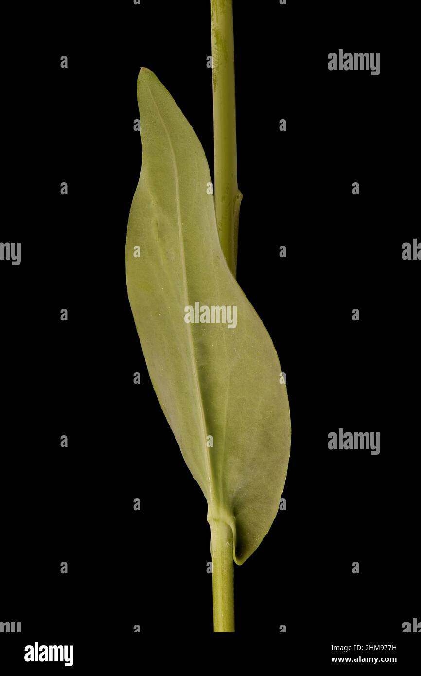Tower Mustard (Turritis glabra). Cauline Leaf Closeup Stock Photo