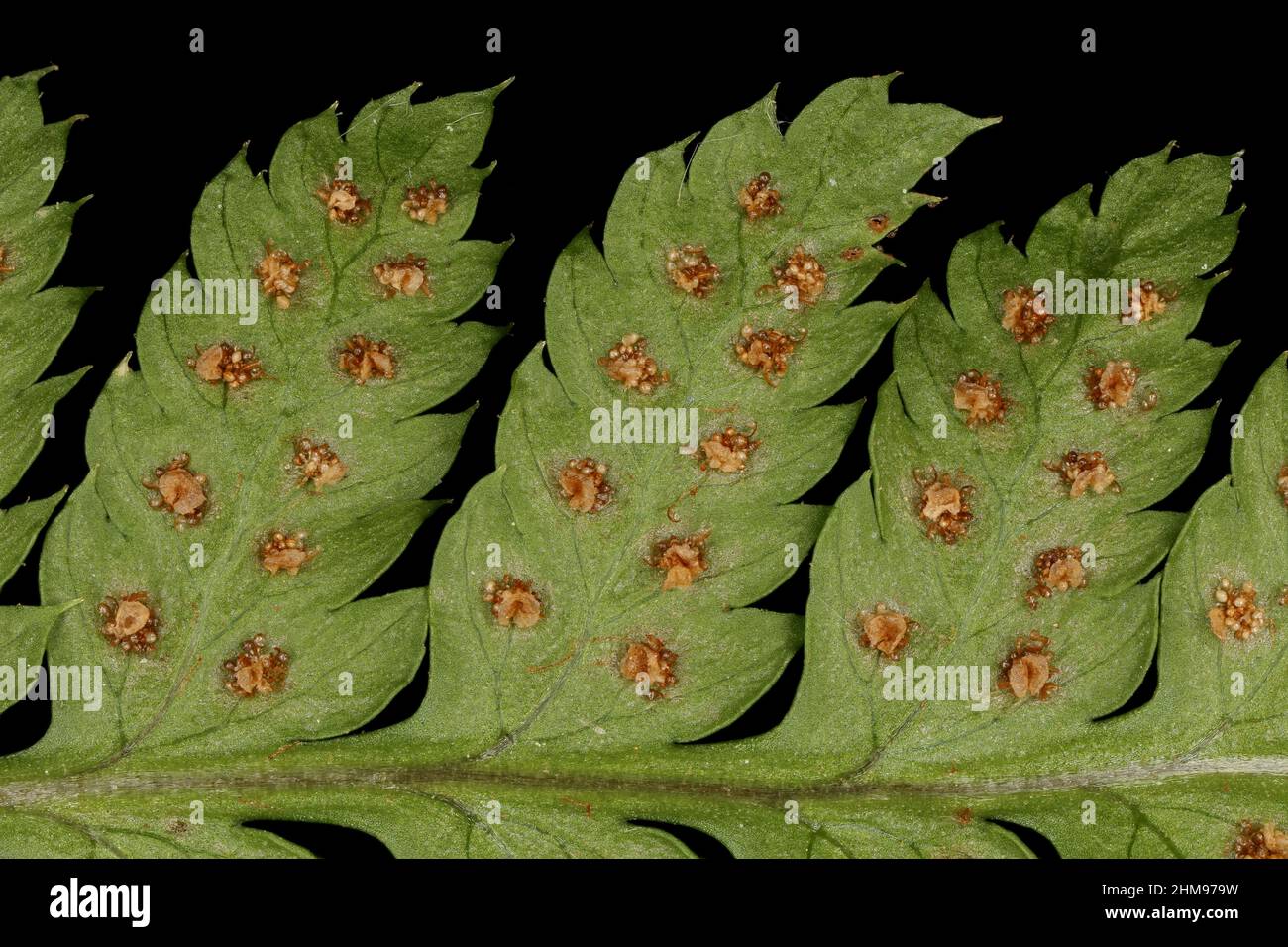 Narrow Buckler-Fern (Dryopteris carthusiana). Pinnules Closeup Stock Photo