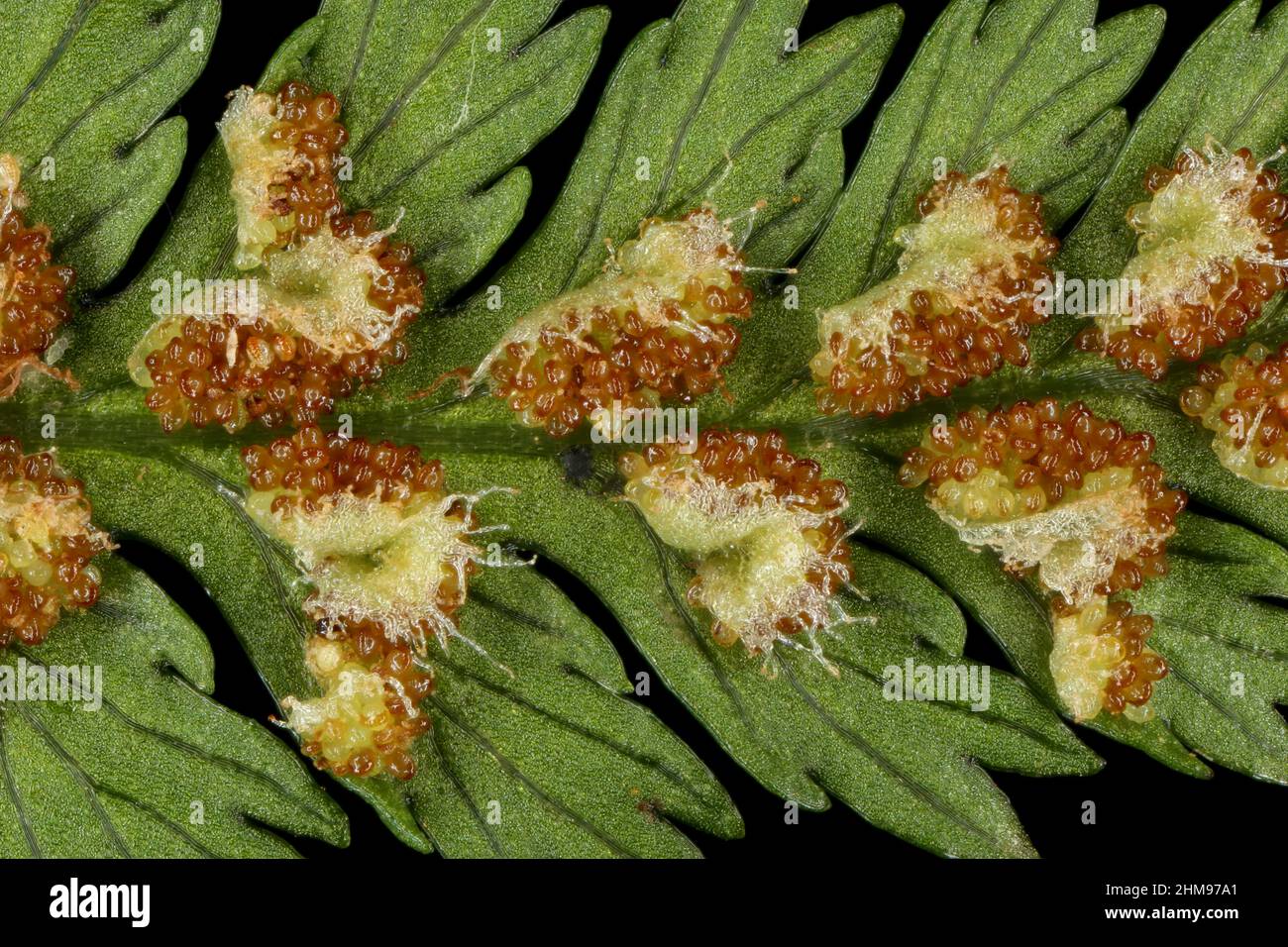 Lady Fern (Athyrium filix-femina). Indusiate Sori Closeup Stock Photo