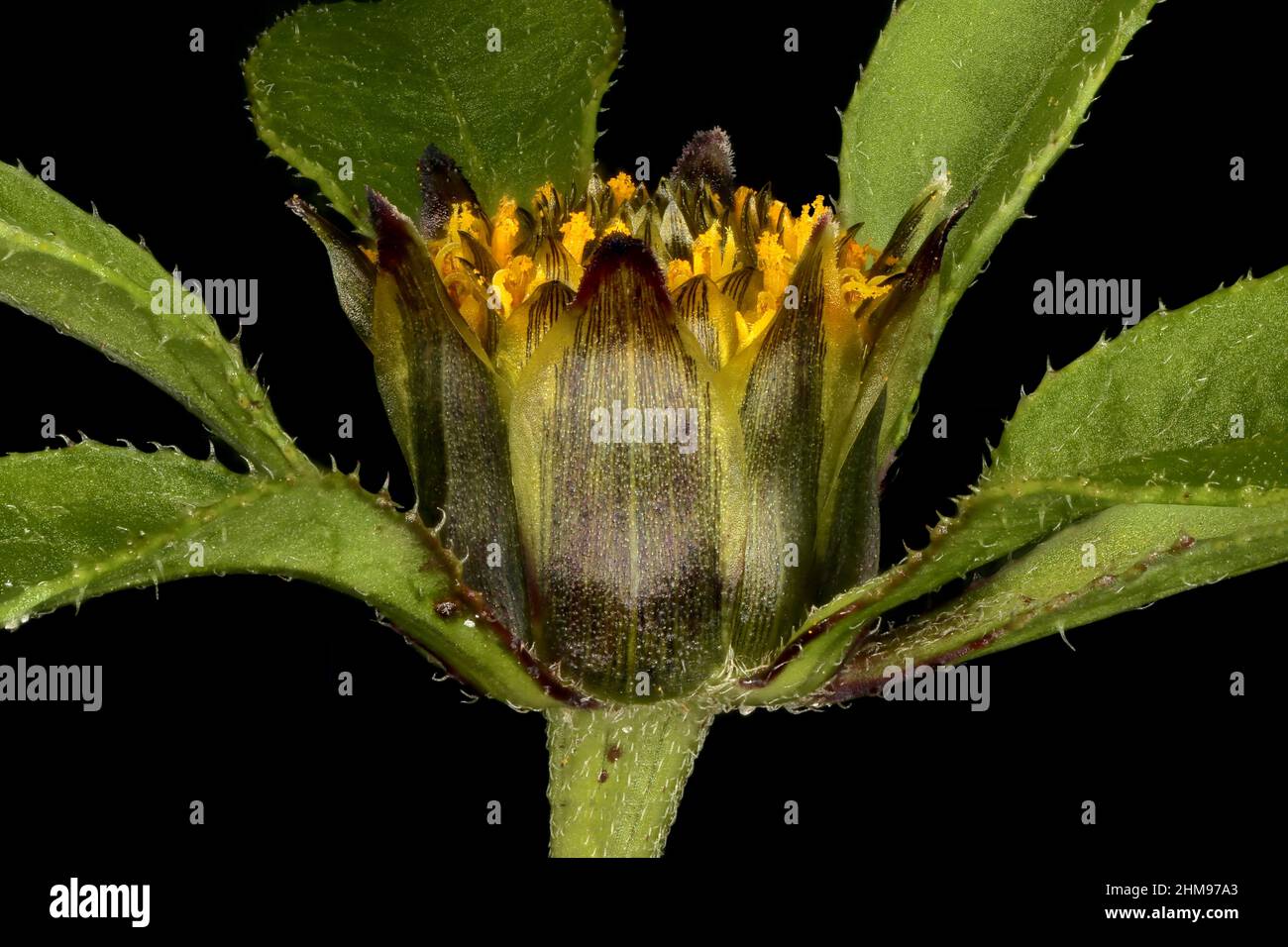 Trifid Bur-Marigold (Bidens tripartita). Capitulum Involucre Closeup Stock Photo