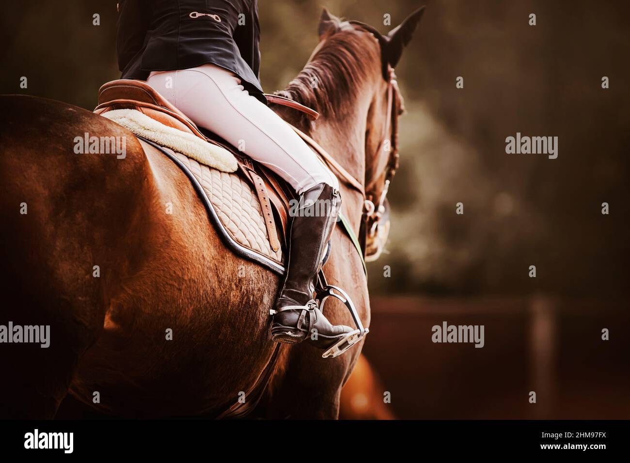 Rear view of a bay horse with a rider in a leather saddle. Equestrian