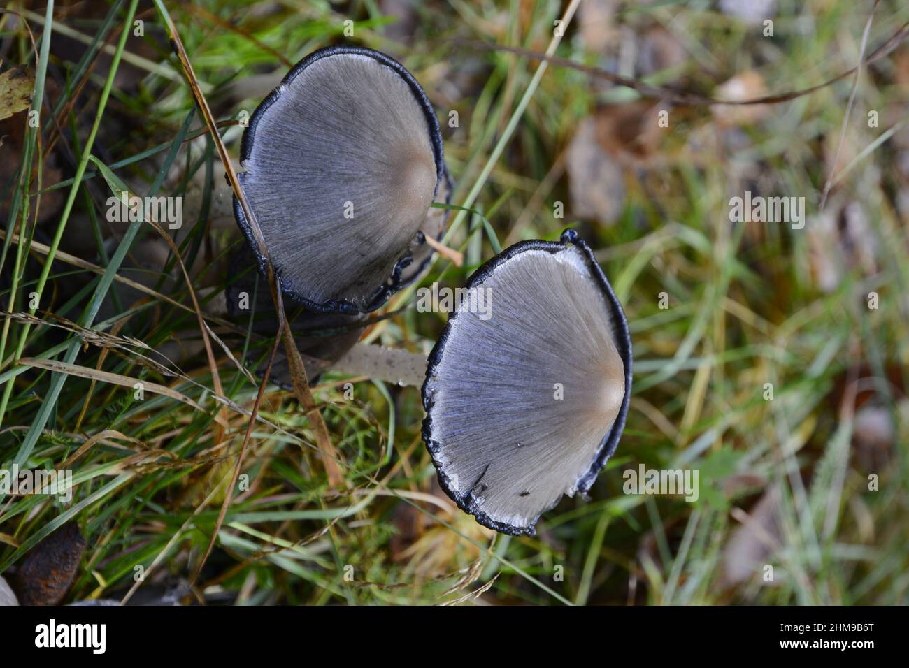 Foraging finland foraging for mushrooms hires stock photography and