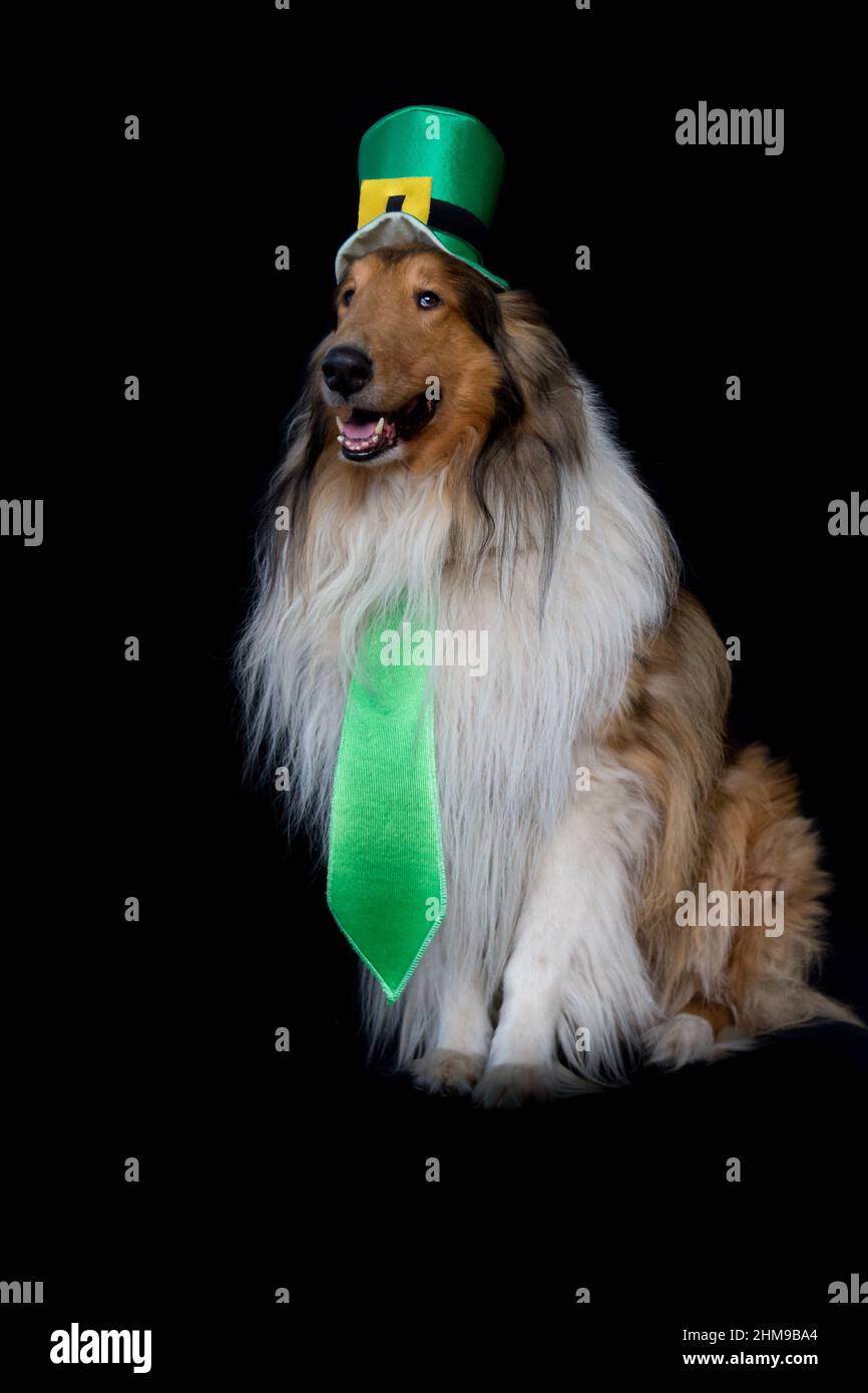 Portrait of a Rough Collie dog with saint patrick's day top hat Stock Photo