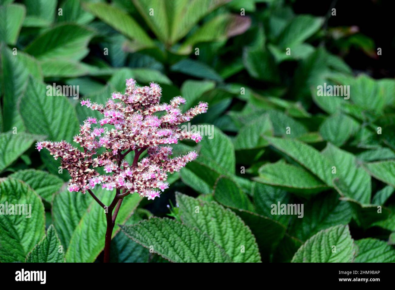 Tiny Pink/White Rodgersia Pinnata 'Chocolate Wing' Star-shaped  Flowers grown in the Borders at RHS Garden Harlow Carr, Harrogate, Yorkshire, UK. Stock Photo