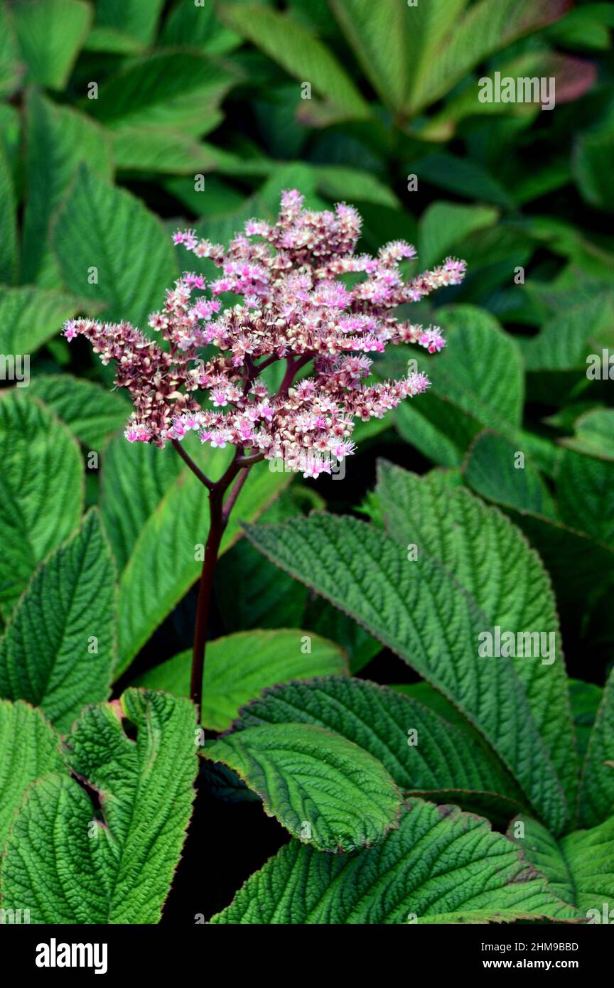 Tiny Pink/White Rodgersia Pinnata 'Chocolate Wing' Star-shaped  Flowers grown in the Borders at RHS Garden Harlow Carr, Harrogate, Yorkshire, UK. Stock Photo