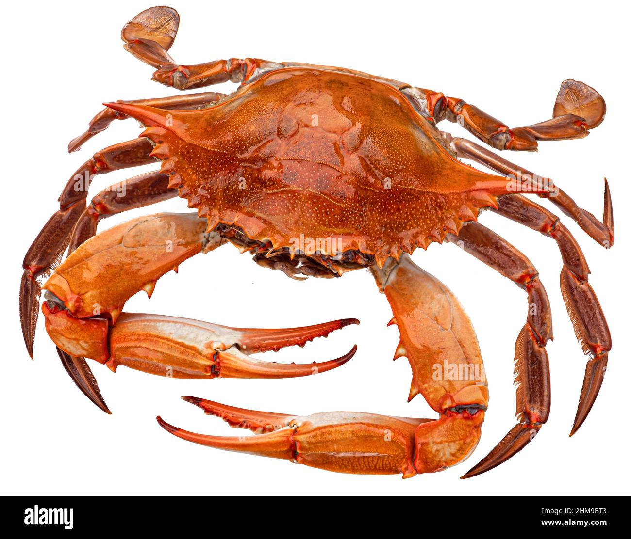 Cooked blue crab isolated on white background Stock Photo - Alamy