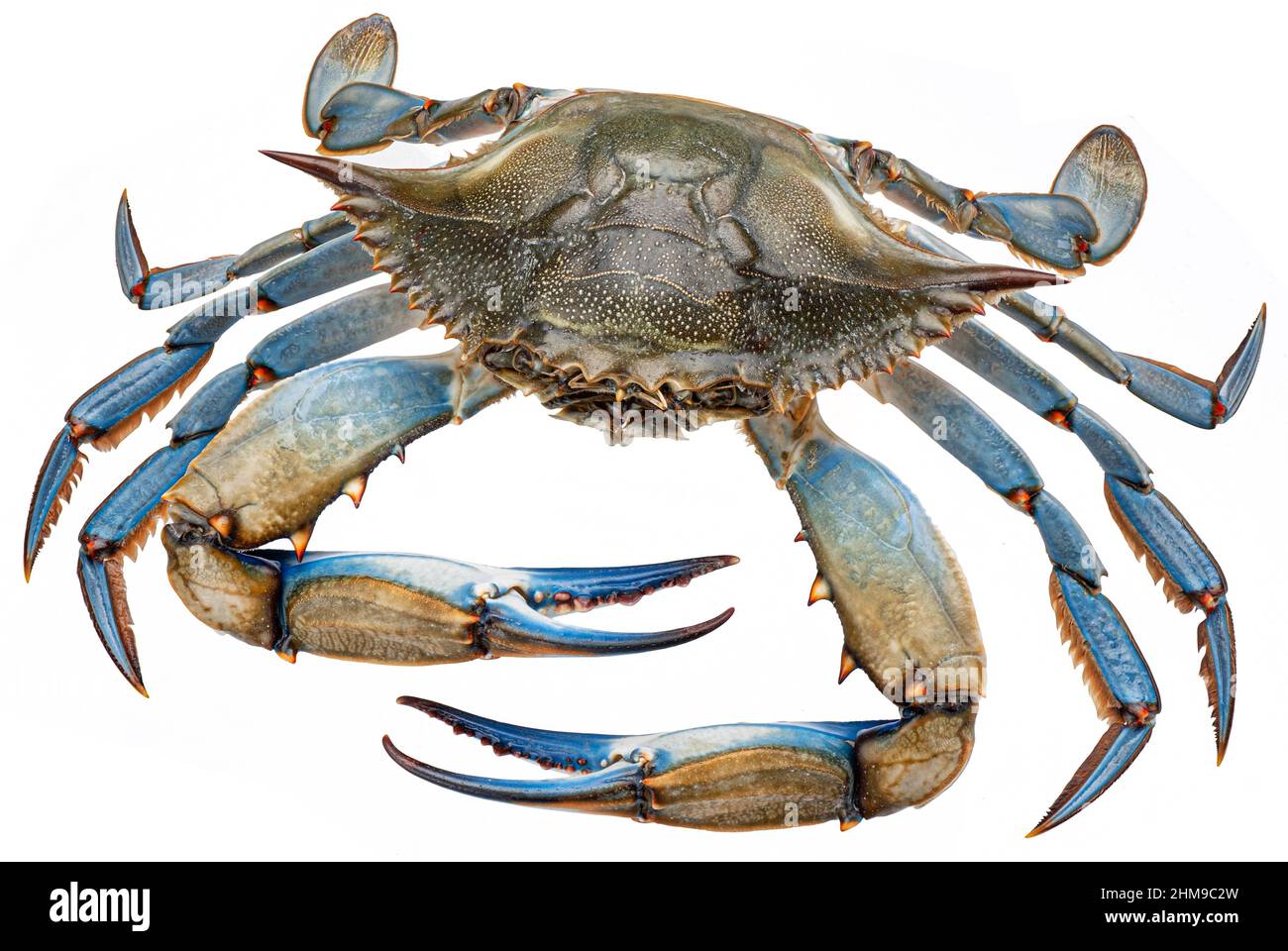 Blue crab isolated on white background Stock Photo