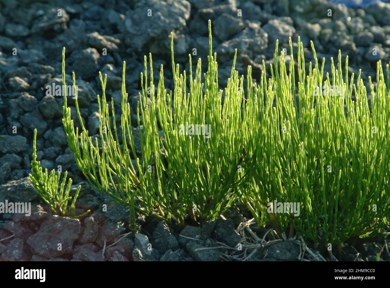 AckerSchachtelhalm, Equisetum arvense, auch Zinnkraut, AckerZinnkraut