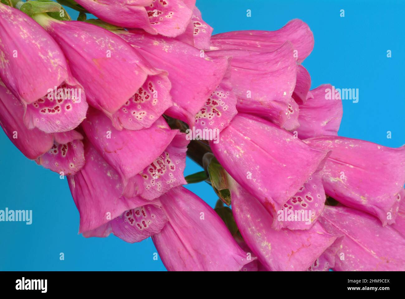 Roter Fingerhut, Digitalis purpurea, auch Fingerhut, Fingerkraut, Fuchskraut, eine Giftpflanze, Pflanzenart aus der Gattung der Fingerhüte, Digitalis, Stock Photo