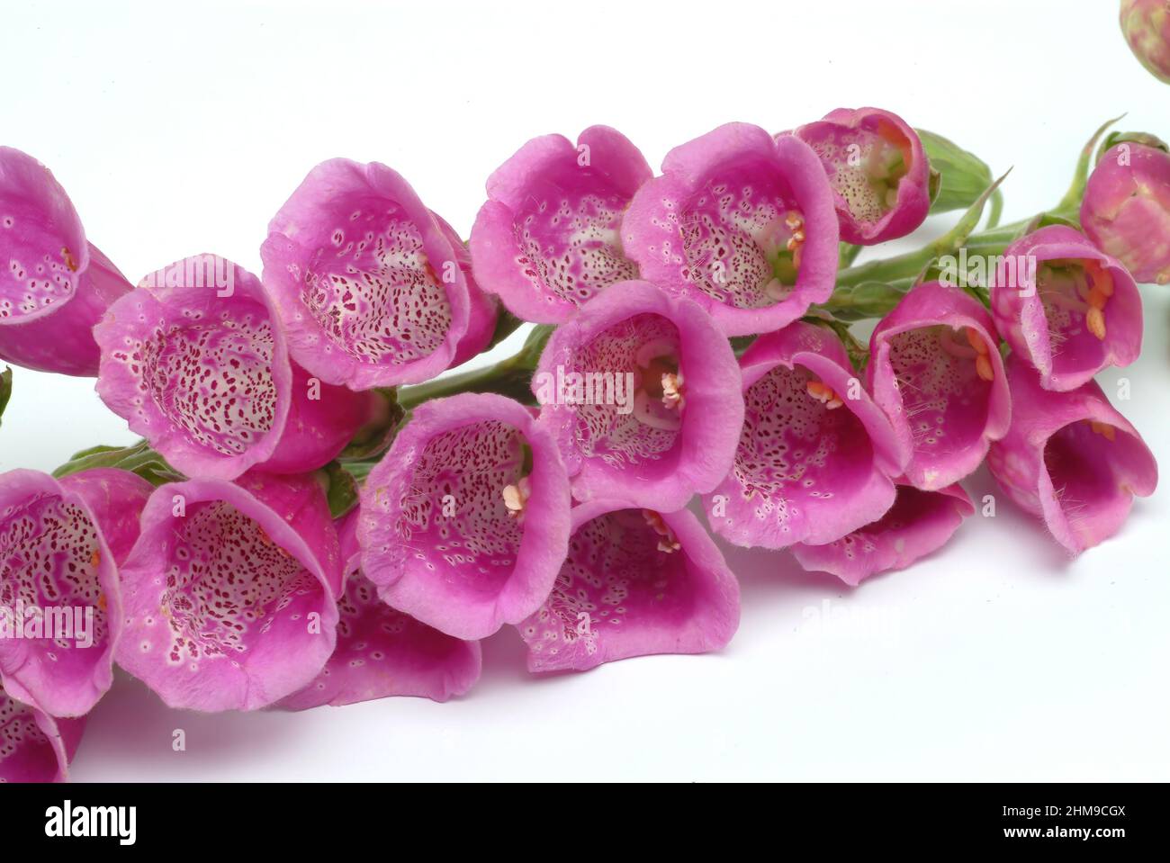 Roter Fingerhut, Digitalis purpurea, auch Fingerhut, Fingerkraut, Fuchskraut, eine Giftpflanze, Pflanzenart aus der Gattung der Fingerhüte, Digitalis, Stock Photo