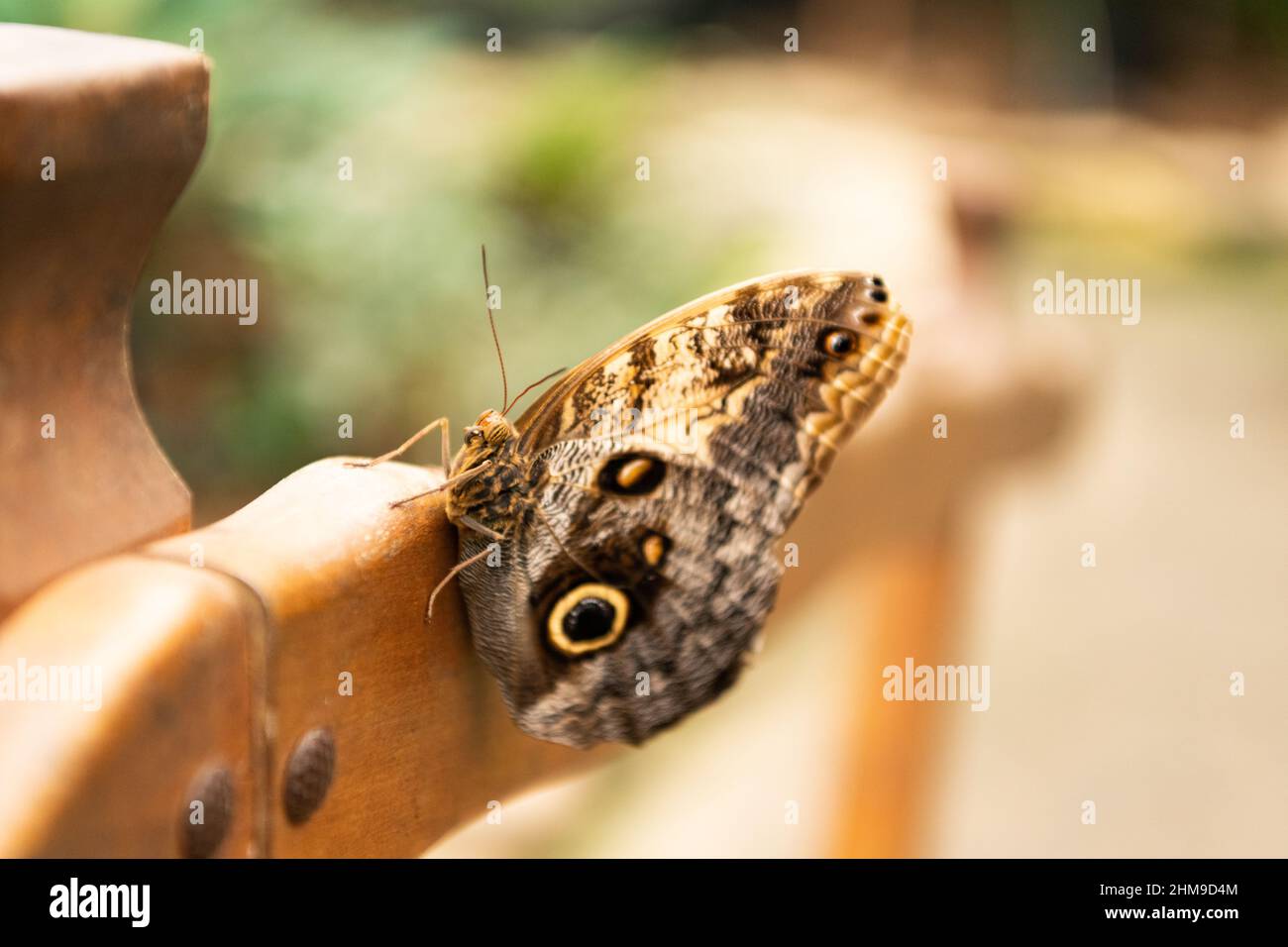 Brown peacock butterfly summer winged insect lepidoptera sitting on blurry nature natural background Stock Photo