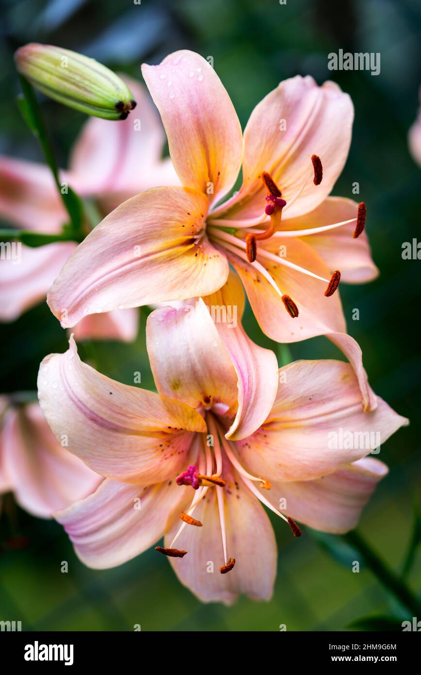 two lilies peach color in nature Stock Photo