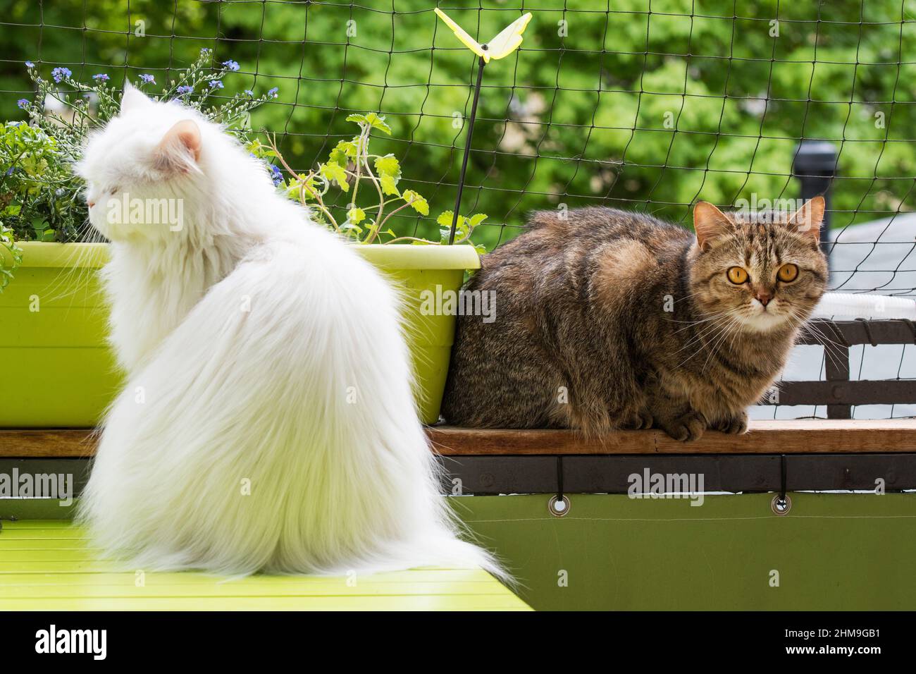 Cats on summer balcony Stock Photo Alamy