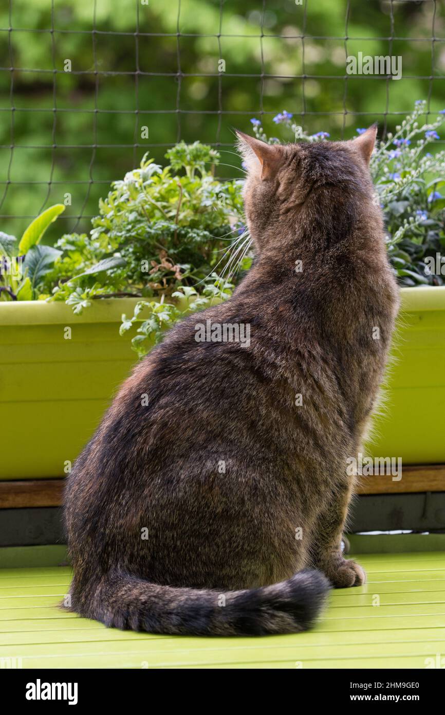 Cat on balcony looks into the distance Stock Photo Alamy
