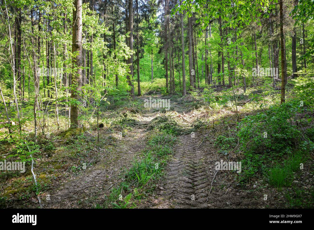 Forest Way Nature Path Tractor trees green grass Stock Photo