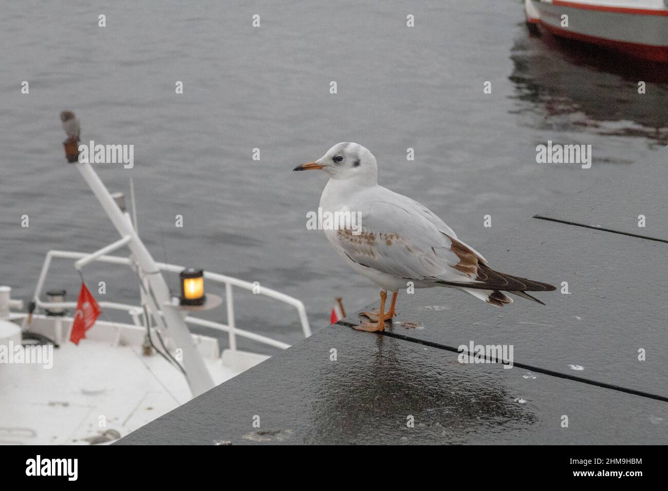 seagull Stock Photo