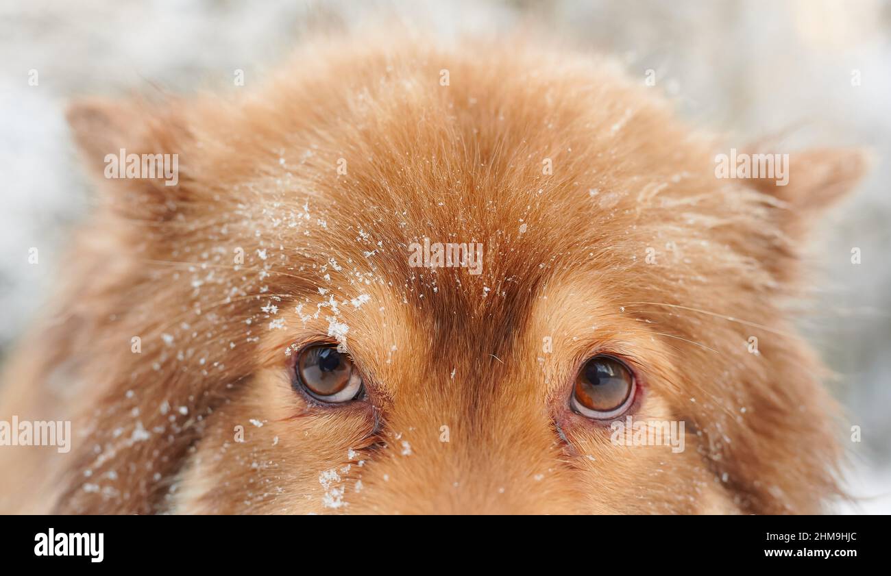 Finnish Lapphund Stares off Camera with only Eyes showing Stock Photo ...