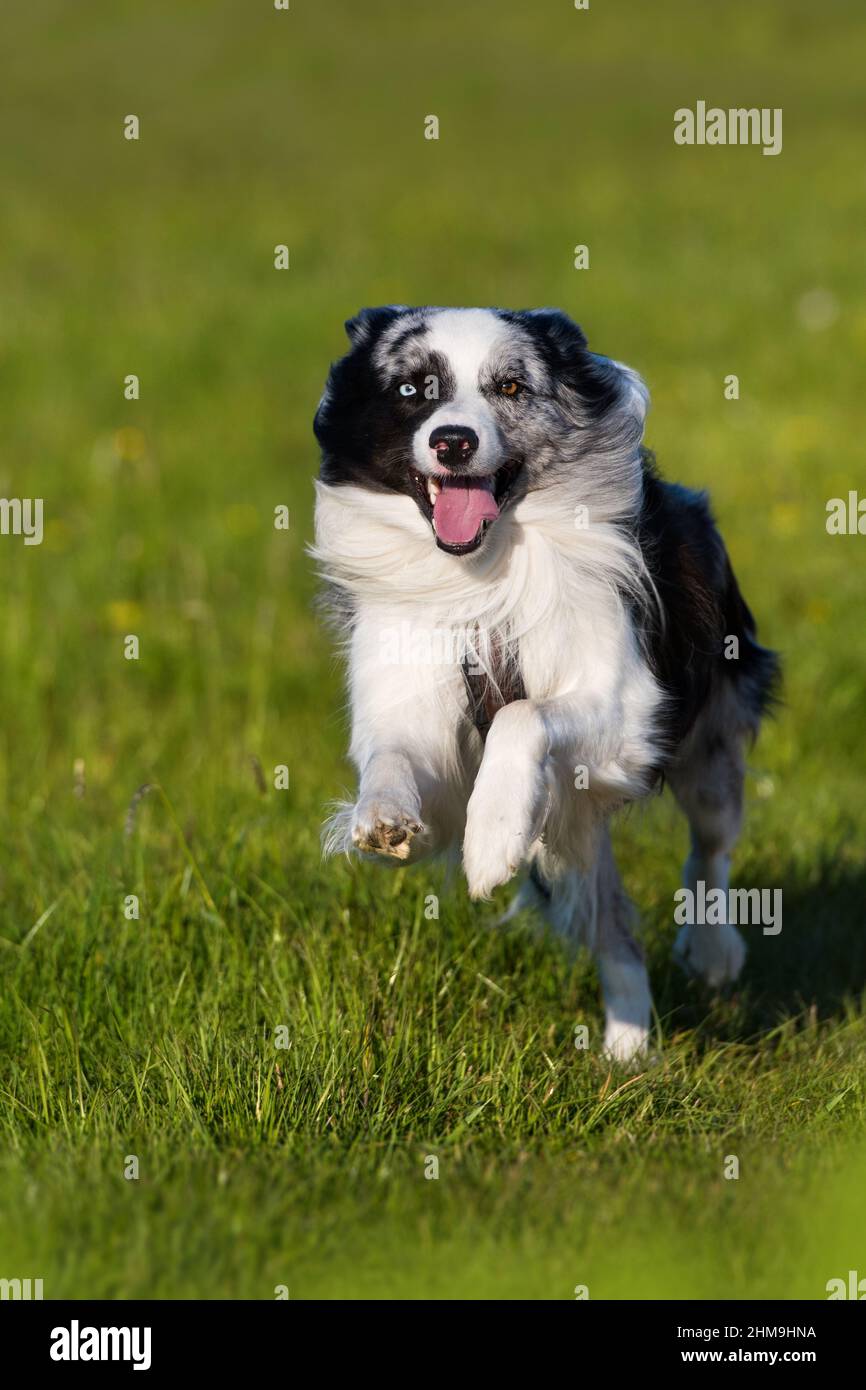 Border collie dog running in a meadow Stock Photo