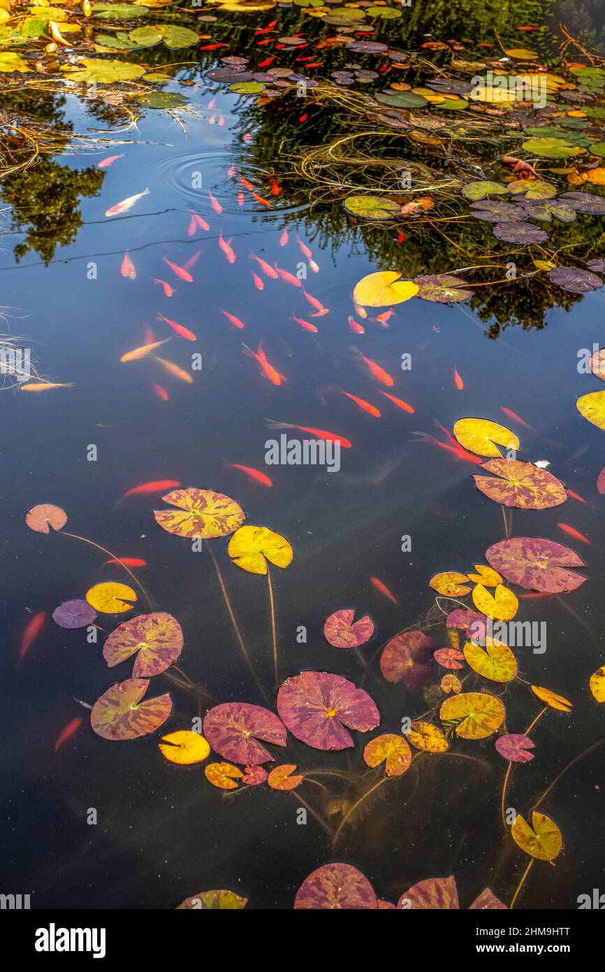 Fish pond with goldfish and lily pads Stock Photo