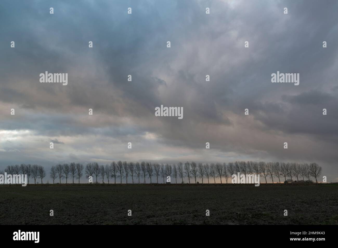 Threatening rain clouds above a row of trees at dusk in the countryside of Zeeland province, Netherlands Stock Photo
