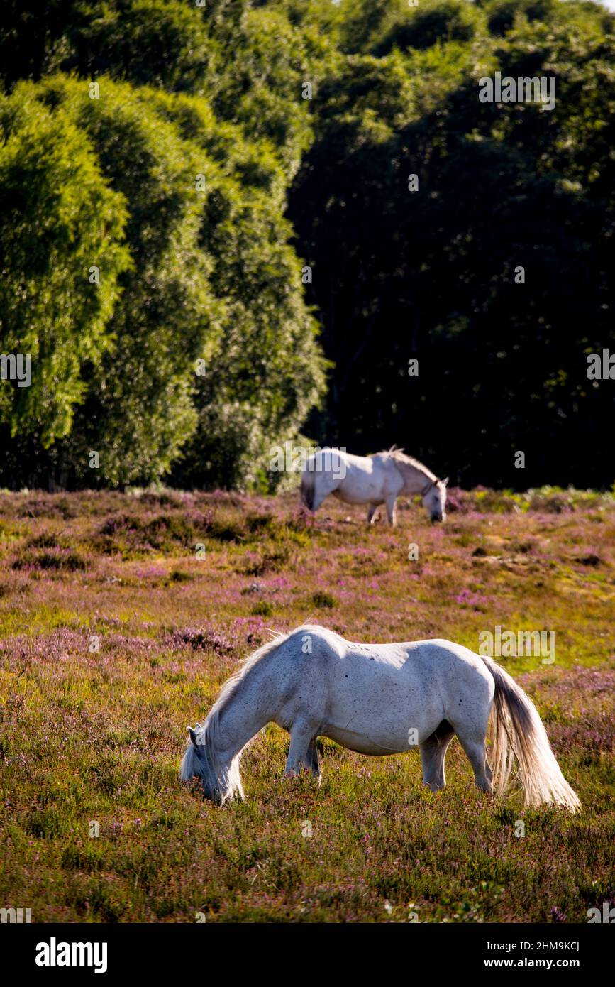 White New Forest Pony's at New Forest National Park, Hampshire, England Stock Photo
