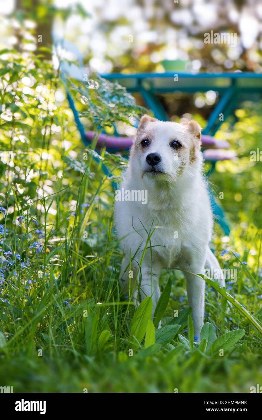 Cute dog in a spring garden Stock Photo