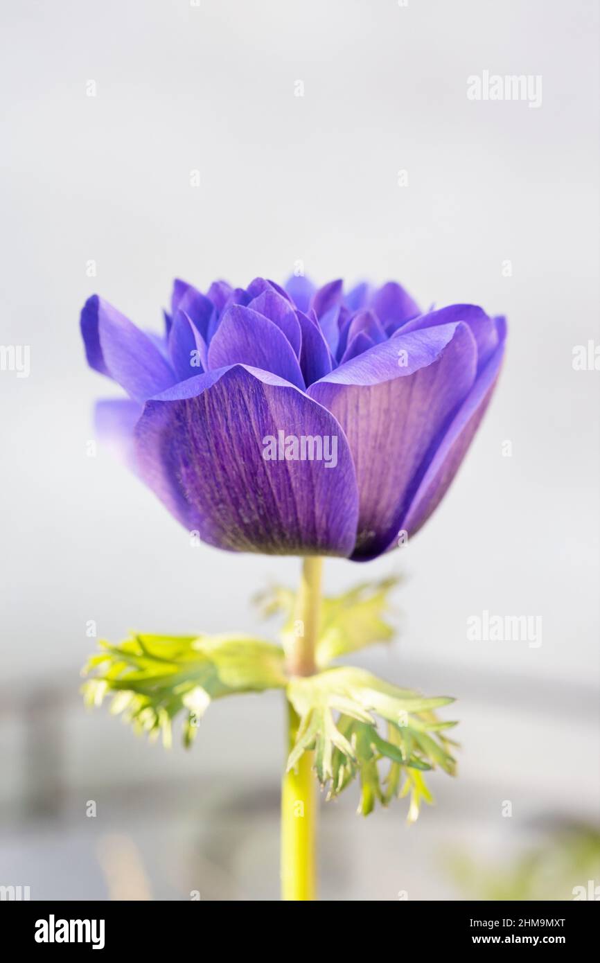 Double blue anemone coronaria flower. Stock Photo