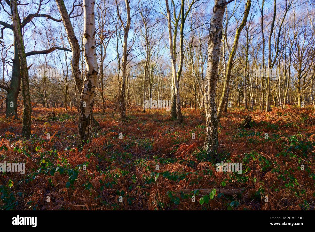 Tall, thin trees surrounded by bracken and brambles on a bright winter morning in Sherwood Forest Stock Photo
