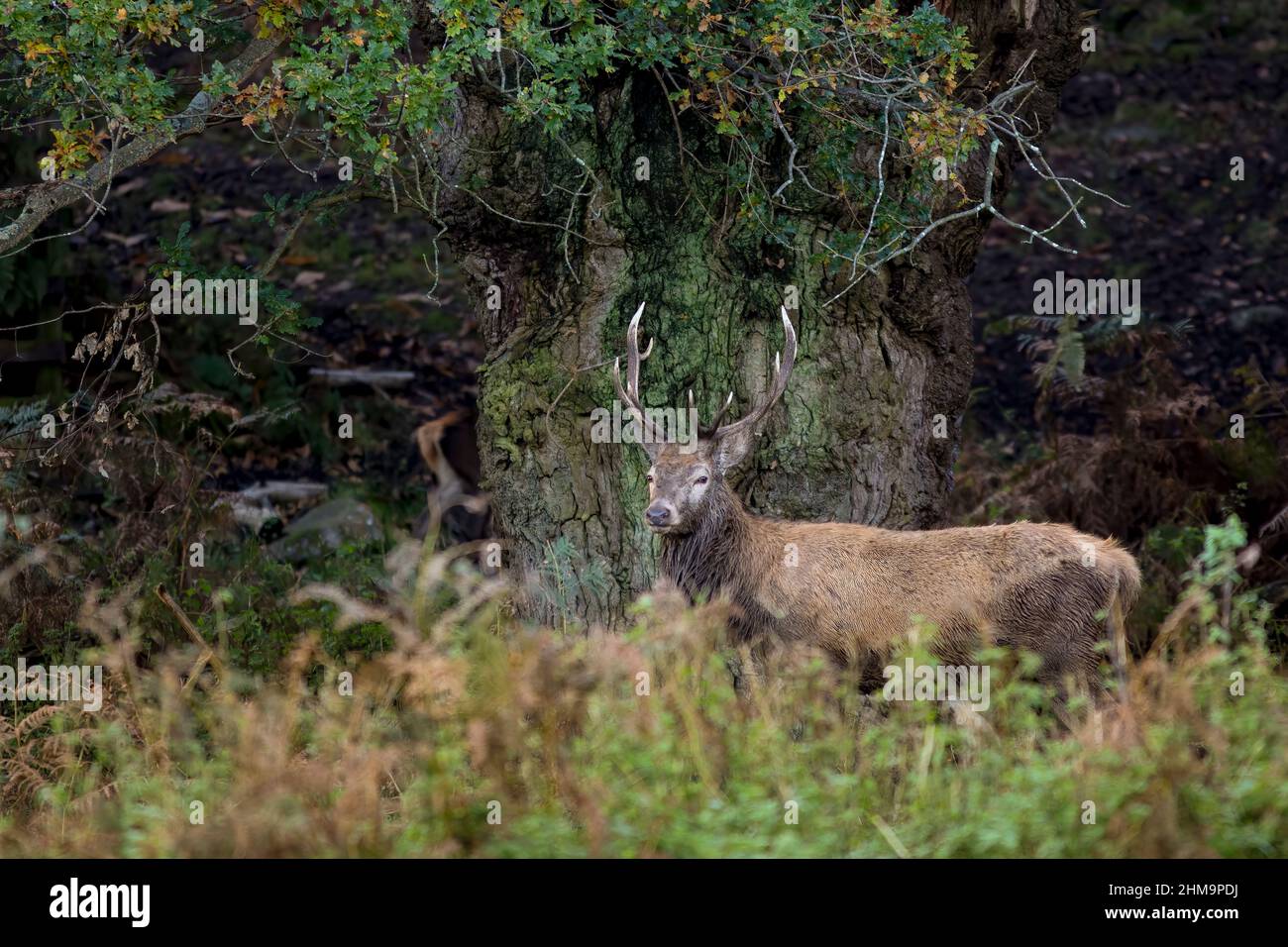 Red deer, rutting, roaring stag - Stock Image