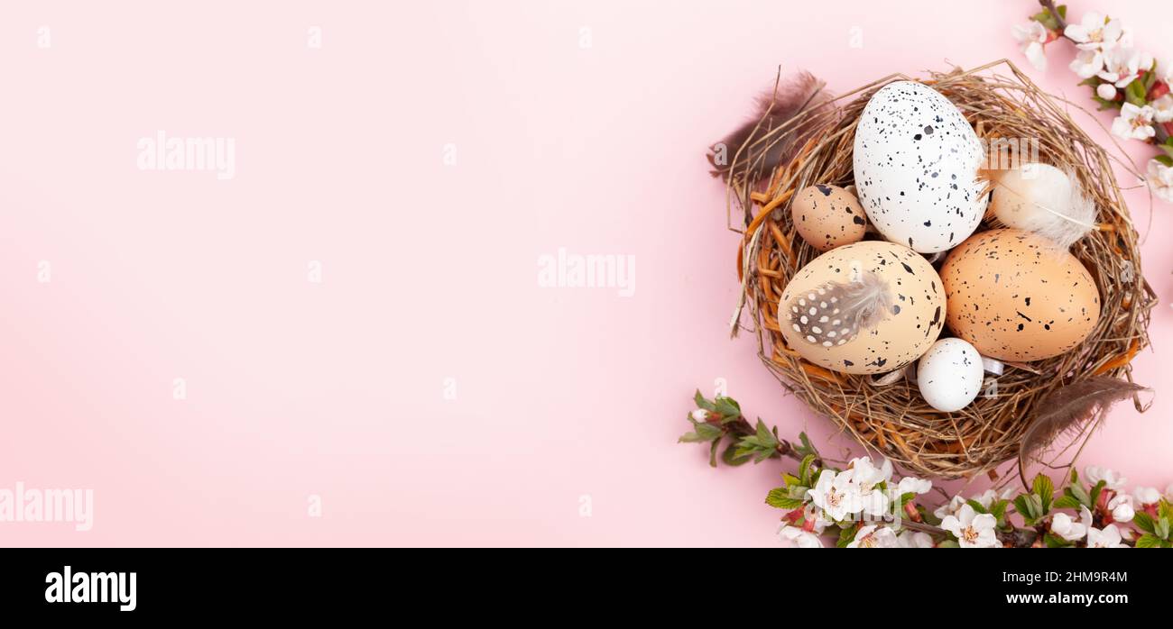 Easter eggs in nest and cherry blossom over pink. Spring greeting card ...